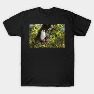 African Fish Eagle, Chobe River, Botswana T-Shirt